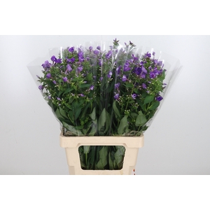 Phlox P Crissy