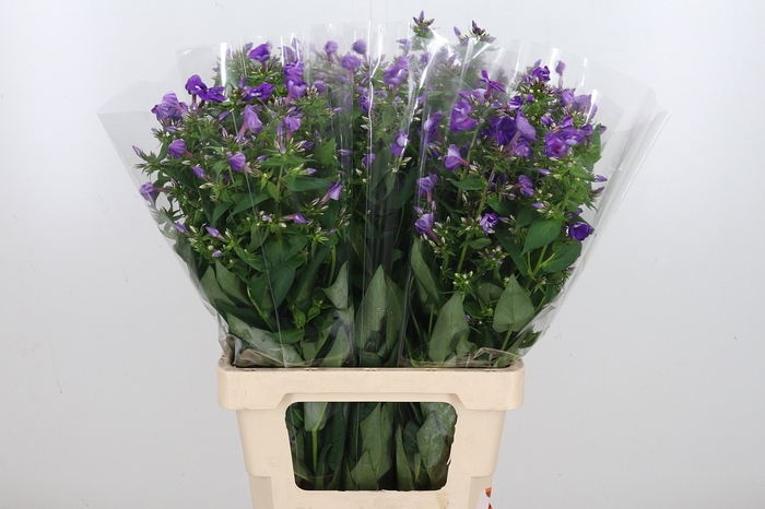 <h4>Phlox P Crissy</h4>