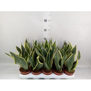 Sansevieria trifa. 'Futura Superba'