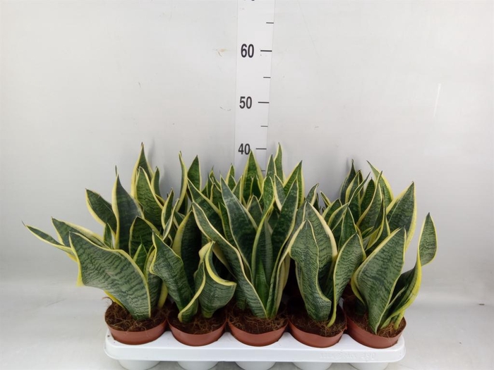 <h4>Sansevieria trifa. 'Futura Superba'</h4>