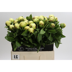 Paeonia Lemon Chiffon