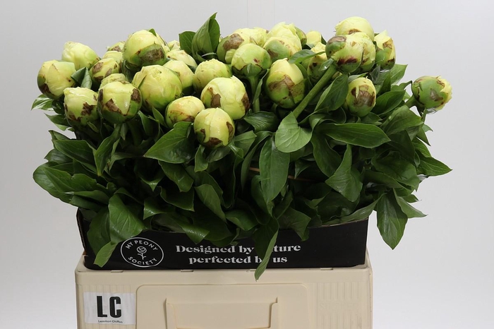 Paeonia Lemon Chiffon