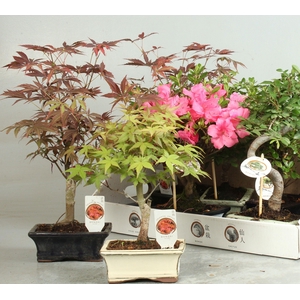 BONSAI GEM