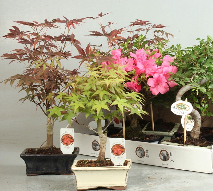 <h4>BONSAI GEM</h4>