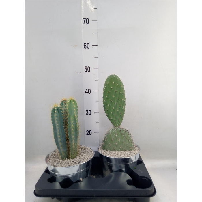 <h4>Cactus   ...mix</h4>