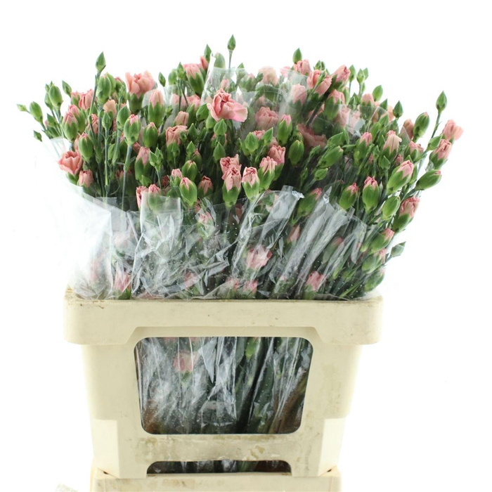<h4>Di Tr Col Atacama Old Pink X25</h4>