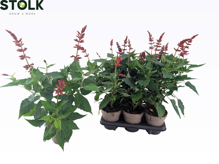 <h4>SALVIA  LAKE FLAMING</h4>