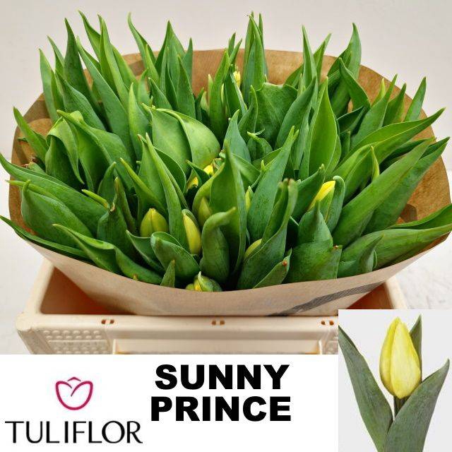 Tu En Sunny Prince