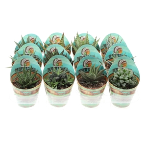 Potcover desert plants aloe mix