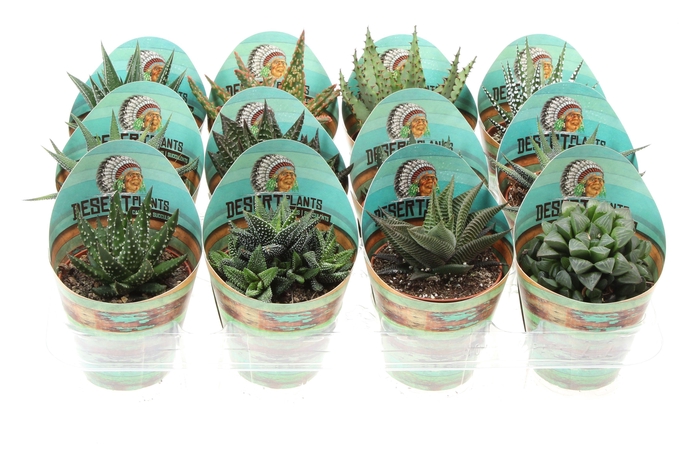 <h4>Potcover desert plants aloe mix</h4>