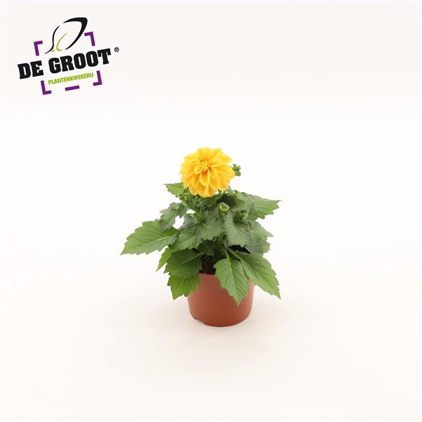 <h4>Dahlia (Oranje)</h4>
