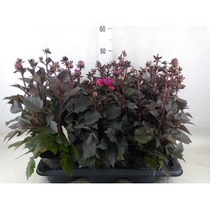 Dahlia  'Dahlinova Tempt Purple'