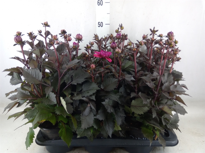 <h4>Dahlia  'Dahlinova Tempt Purple'</h4>