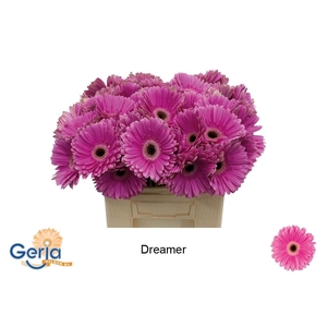 GE GR DREAMER