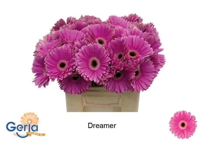 <h4>GE GR DREAMER</h4>