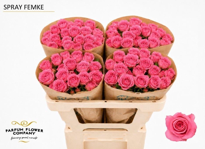 <h4>Rosa TR 'Femke'</h4>