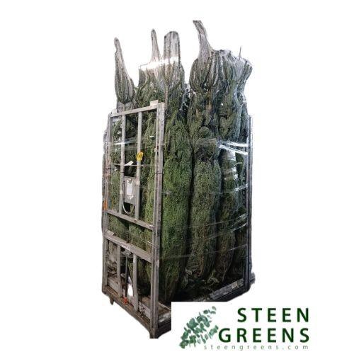 <h4>ABIES NORDMANNIANA</h4>