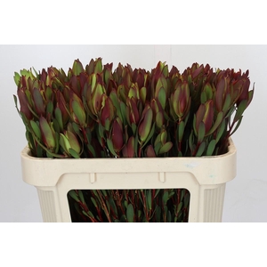 Leucadendron Senorita Spray