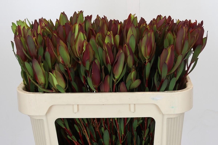 <h4>Leucadendron Senorita Spray</h4>