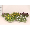 Viola Zinken Emmer met waterreservoir