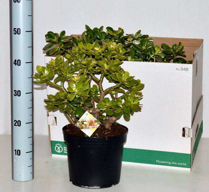 <h4>CRASS SUNSET</h4>