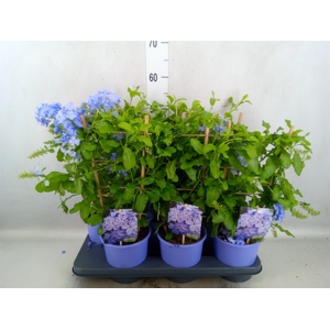 Plumbago auriculata