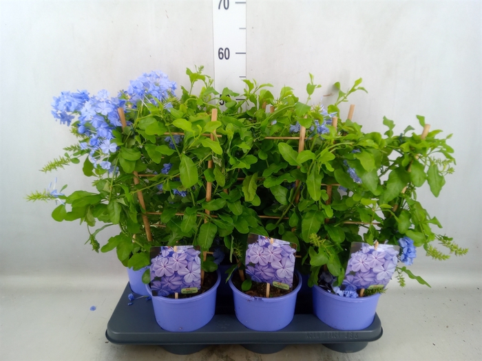 Plumbago auriculata