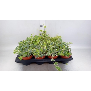 Hedera helix 'White Wonder'