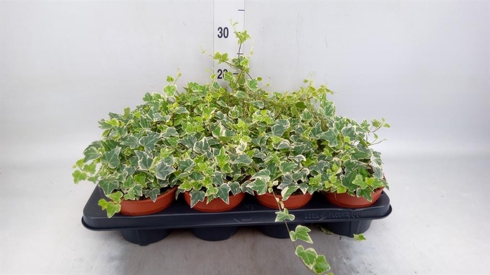 <h4>Hedera helix 'White Wonder'</h4>