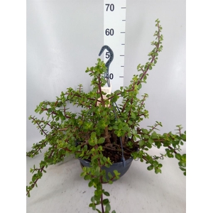 Portulacaria afra