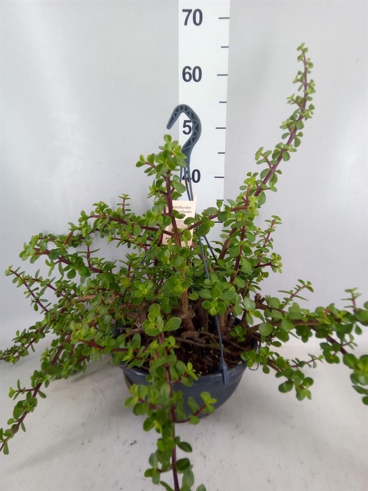 <h4>Portulacaria afra</h4>