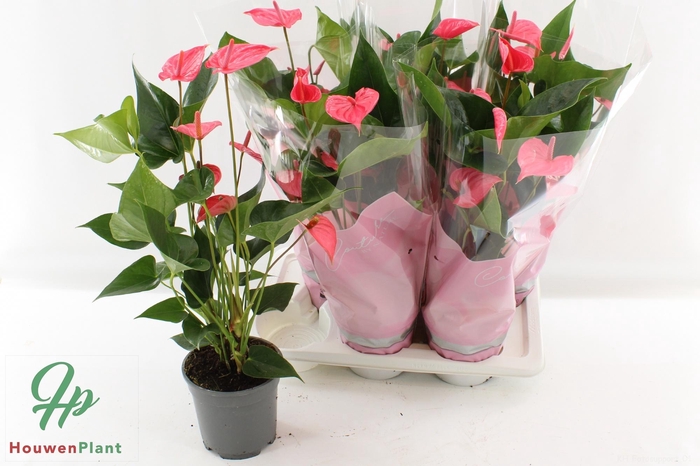 <h4>ANTHU AN OV</h4>