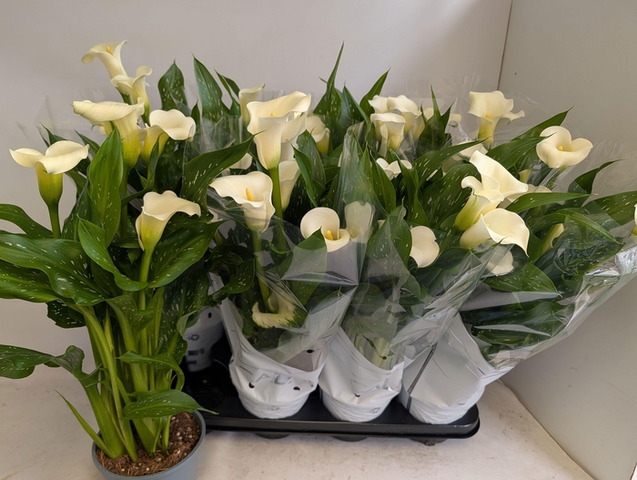 <h4>ZANT CAPT FRESCO</h4>