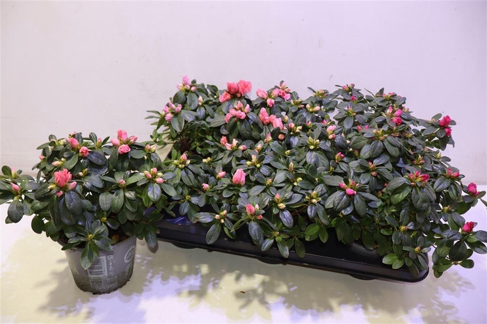 <h4>Rhodo Si Vogel Gem</h4>