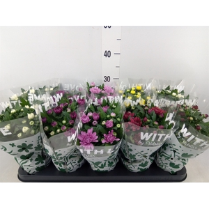 Chrysanthemum   ..mix 7