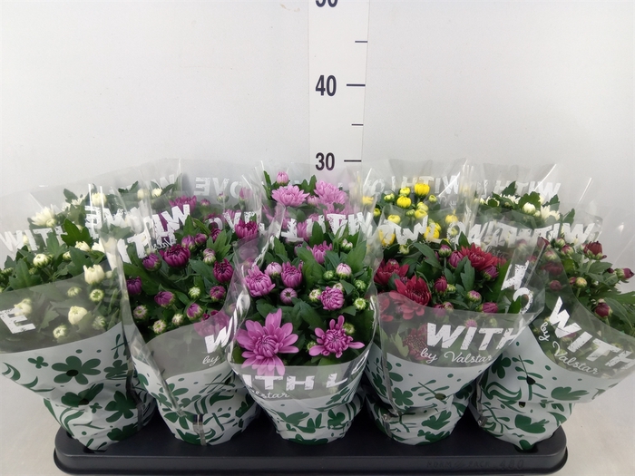 <h4>Chrysanthemum   ..mix 7</h4>
