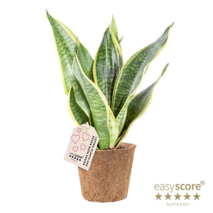 SANSEVIERIA TRIFASCIATA P11 COCOZ SUPERBA
