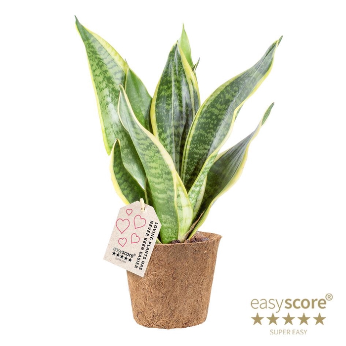 <h4>SANSEVIERIA TRIFASCIATA P11 COCOZ SUPERBA</h4>