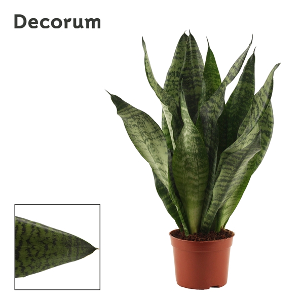 <h4>Sansevieria Super Green 9 cm (Decorum)</h4>
