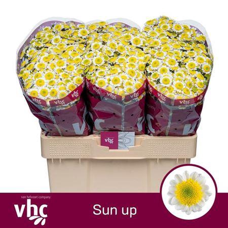 <h4>Chr San Sun Up</h4>