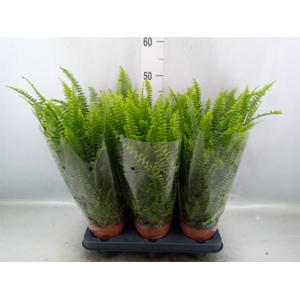 Nephrolepis exal. 'Green Lady'