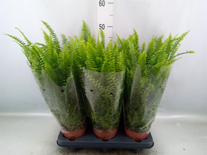 Nephrolepis exal. 'Green Lady'