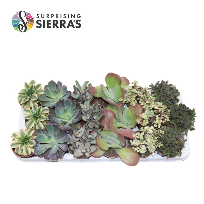 Sierra's® - Valencia Succulent Mix (Prime)