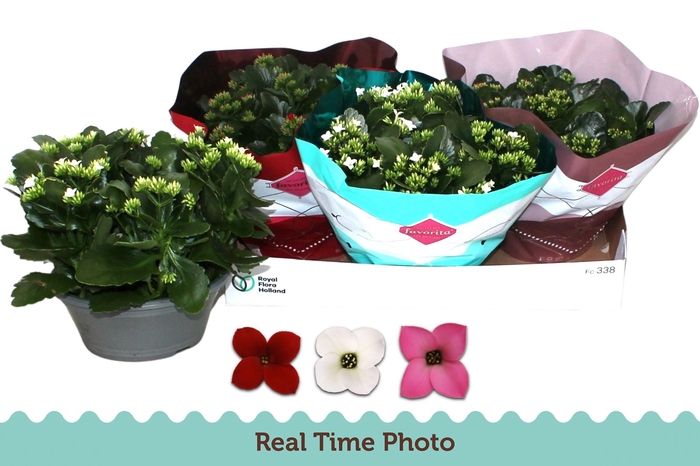 <h4>KAL EN GEM 3 KL</h4>