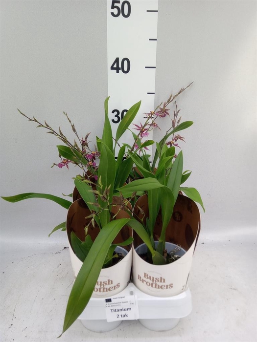 <h4>Brassia  'Summer Dream'</h4>