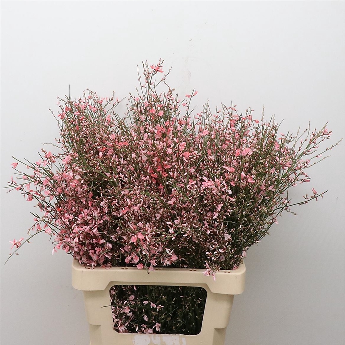 <h4>Ginster Rose P Bunch 200gram</h4>