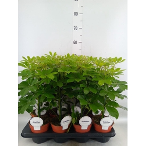 Schefflera arbor. 'Nora'