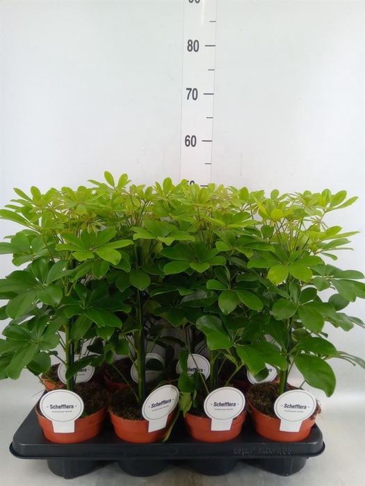 <h4>Schefflera arbor. 'Nora'</h4>