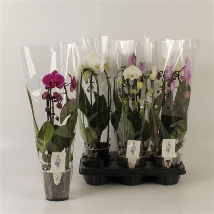 <h4>PHAL EL CASCADE</h4>