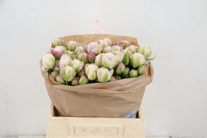 TU DU DOUBL SURPRISE